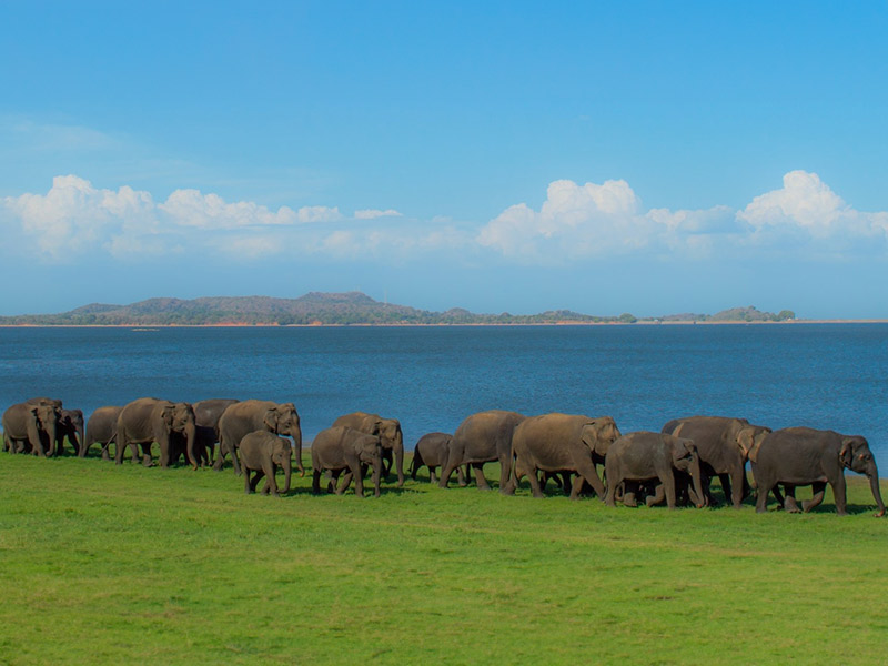 The-Great-Elephant-Gathering-800x600